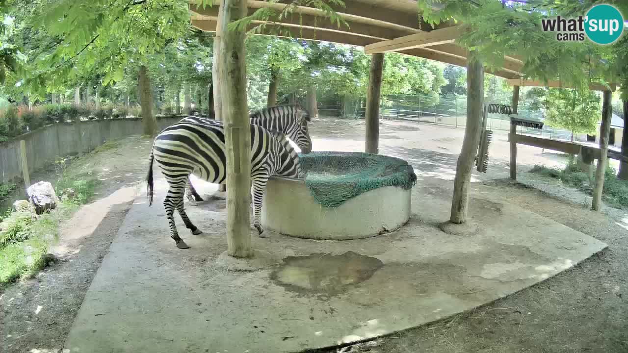 Le Zebre nello ZOO di Ljubljana – Slovenia Live webcam