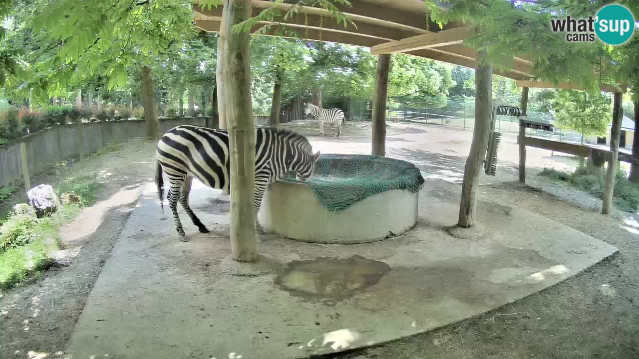 Live webcam Les zèbres in Ljubljana ZOO – Slovénie