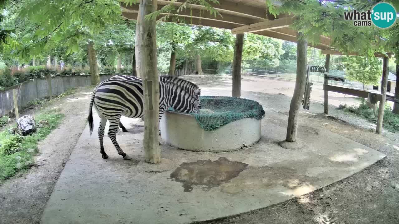 Live webcam Les zèbres in Ljubljana ZOO – Slovénie