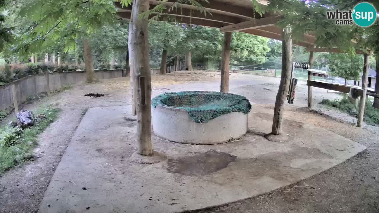 Web kamera uživo Zebras u ZOO Ljubljana – Slovenija
