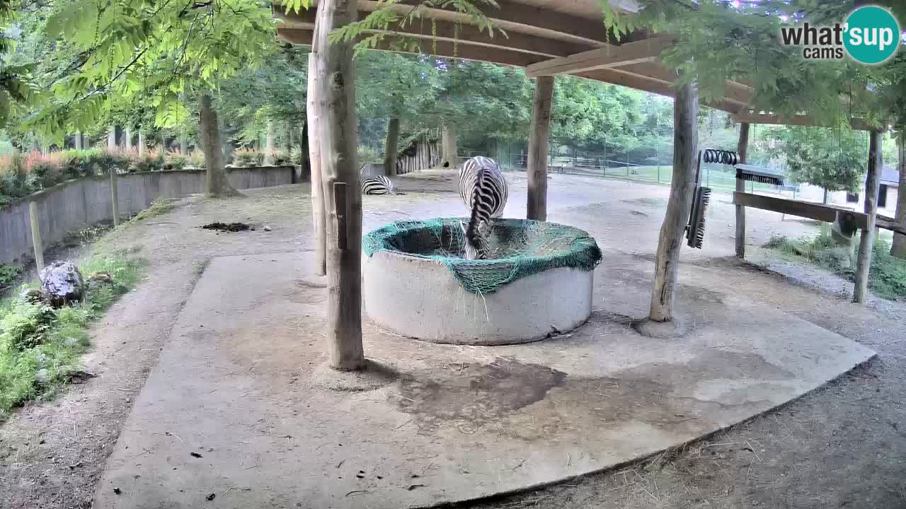 Web kamera uživo Zebras u ZOO Ljubljana – Slovenija