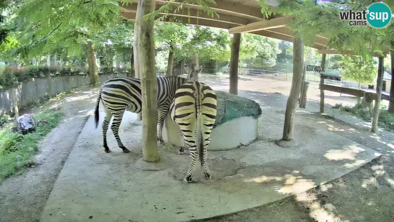 Camera en vivo Cebras in Ljubljana ZOO – Eslovenia