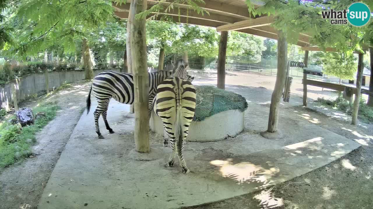 Camera en vivo Cebras in Ljubljana ZOO – Eslovenia
