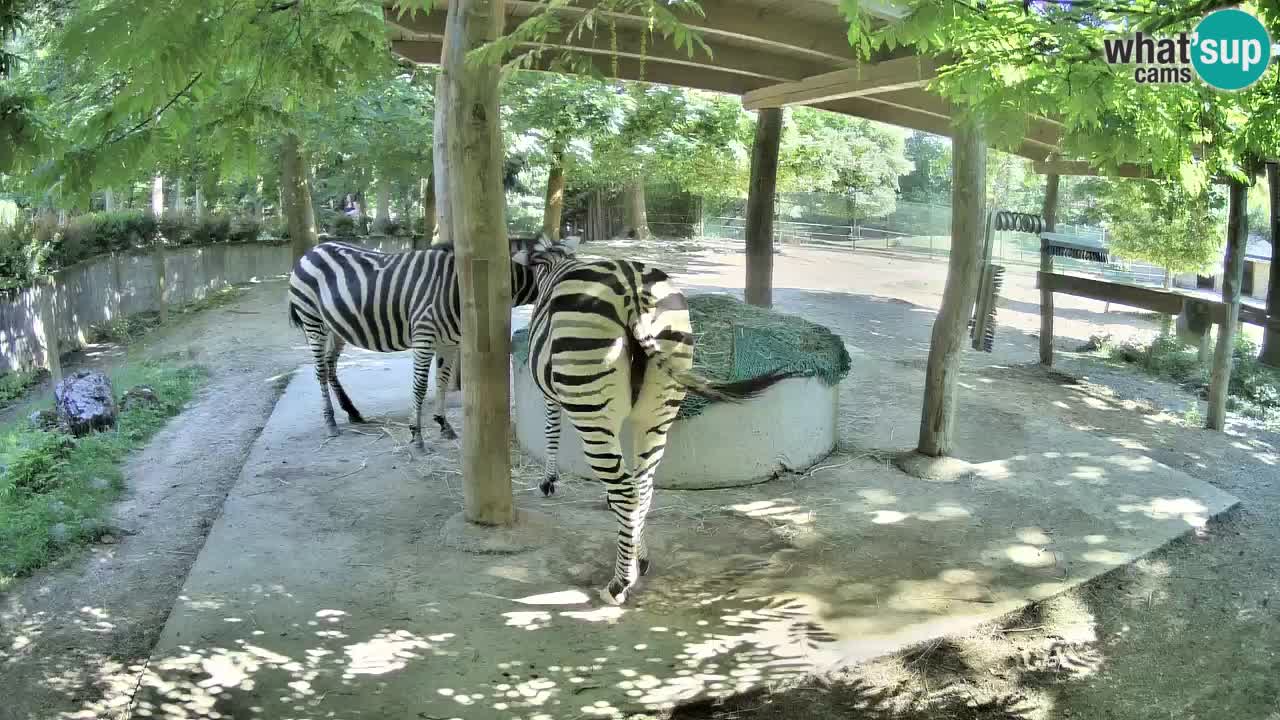 Le Zebre nello ZOO di Ljubljana – Slovenia Live webcam