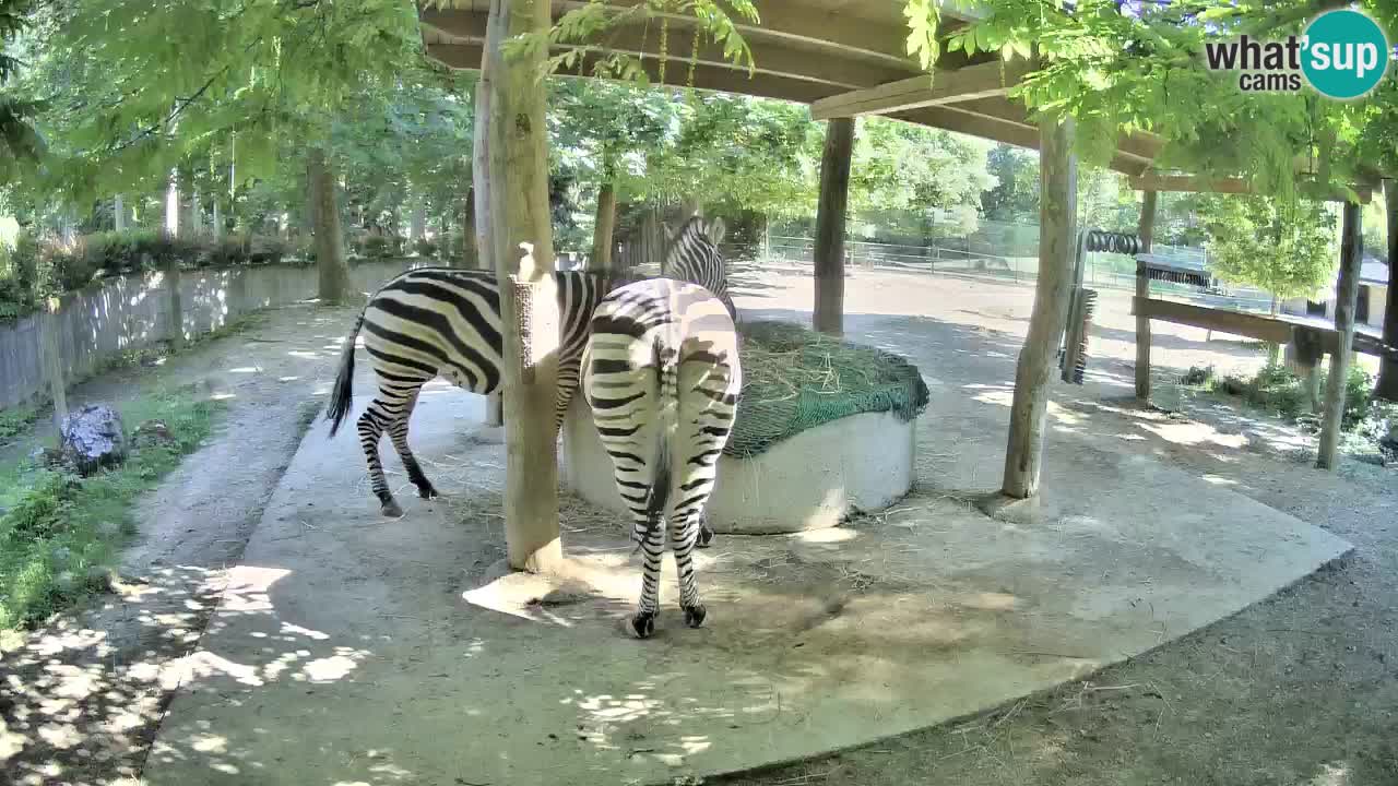 Camera en vivo Cebras in Ljubljana ZOO – Eslovenia