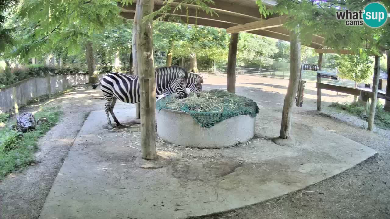 Le Zebre nello ZOO di Ljubljana – Slovenia Live webcam