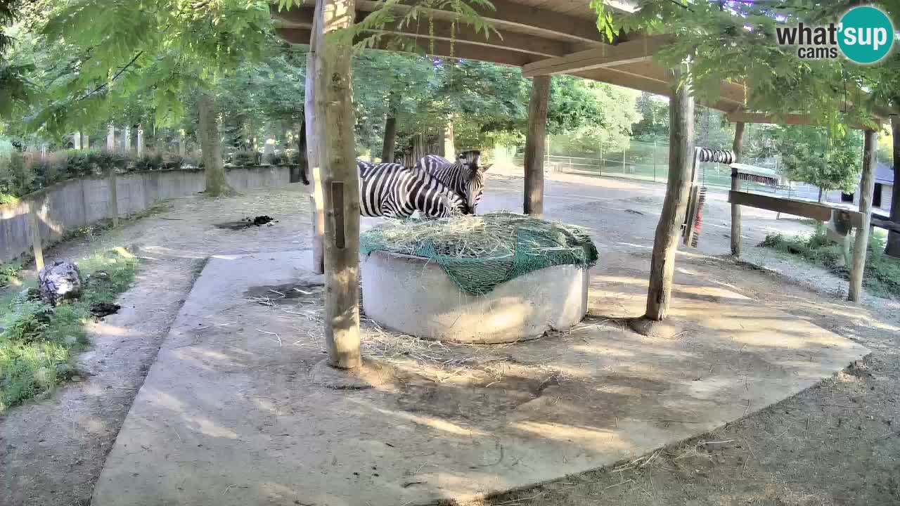 Le Zebre nello ZOO di Ljubljana – Slovenia Live webcam