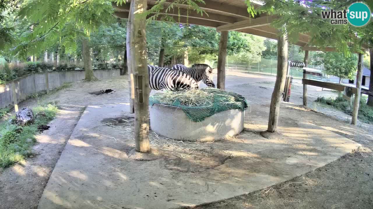 Le Zebre nello ZOO di Ljubljana – Slovenia Live webcam