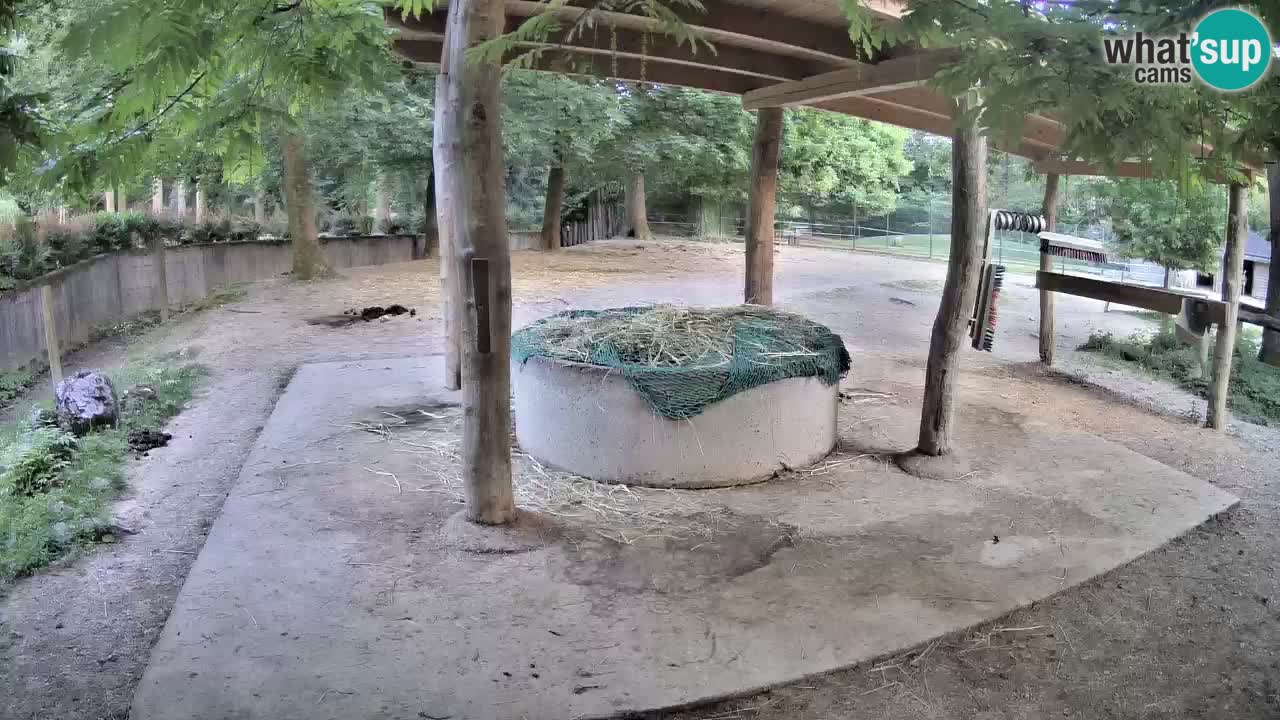 Le Zebre nello ZOO di Ljubljana – Slovenia Live webcam