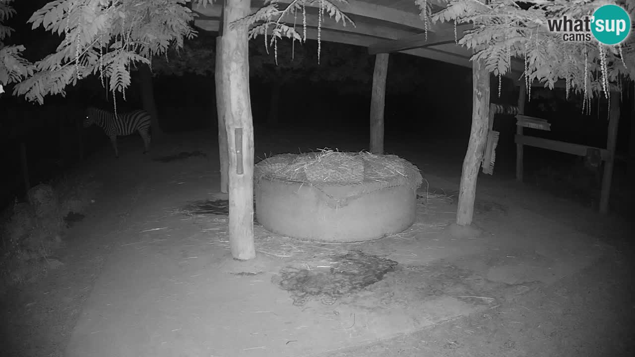 Le Zebre nello ZOO di Ljubljana – Slovenia Live webcam