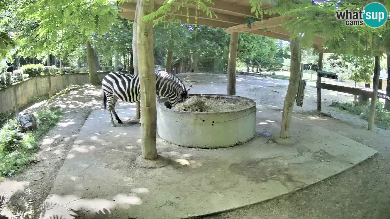 Web kamera uživo Zebras u ZOO Ljubljana – Slovenija