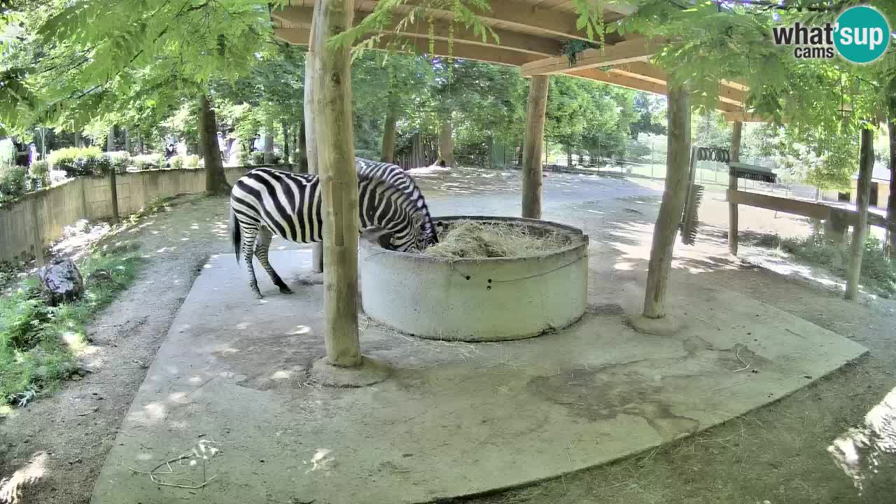 Web kamera uživo Zebras u ZOO Ljubljana – Slovenija