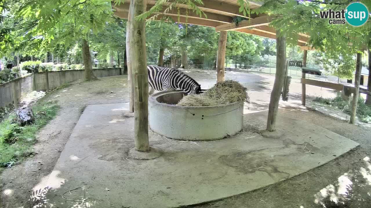 Live Webcam Zebras in Ljubljana ZOO – Slowenien