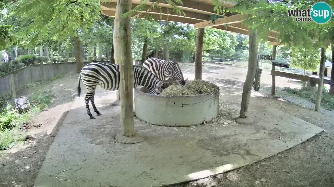 Live webcam Zebras in Ljubljana ZOO – Slovenia