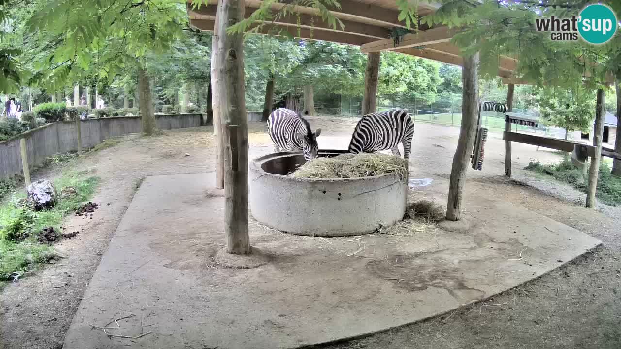 Live webcam Zebras in Ljubljana ZOO – Slovenia
