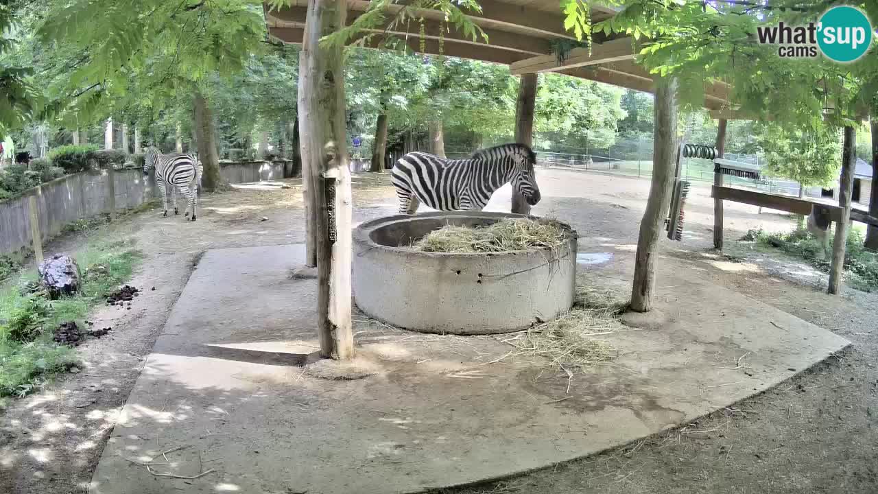 Zebre v živo v živalskem vrtu Ljubljana ZOO spletne kamere