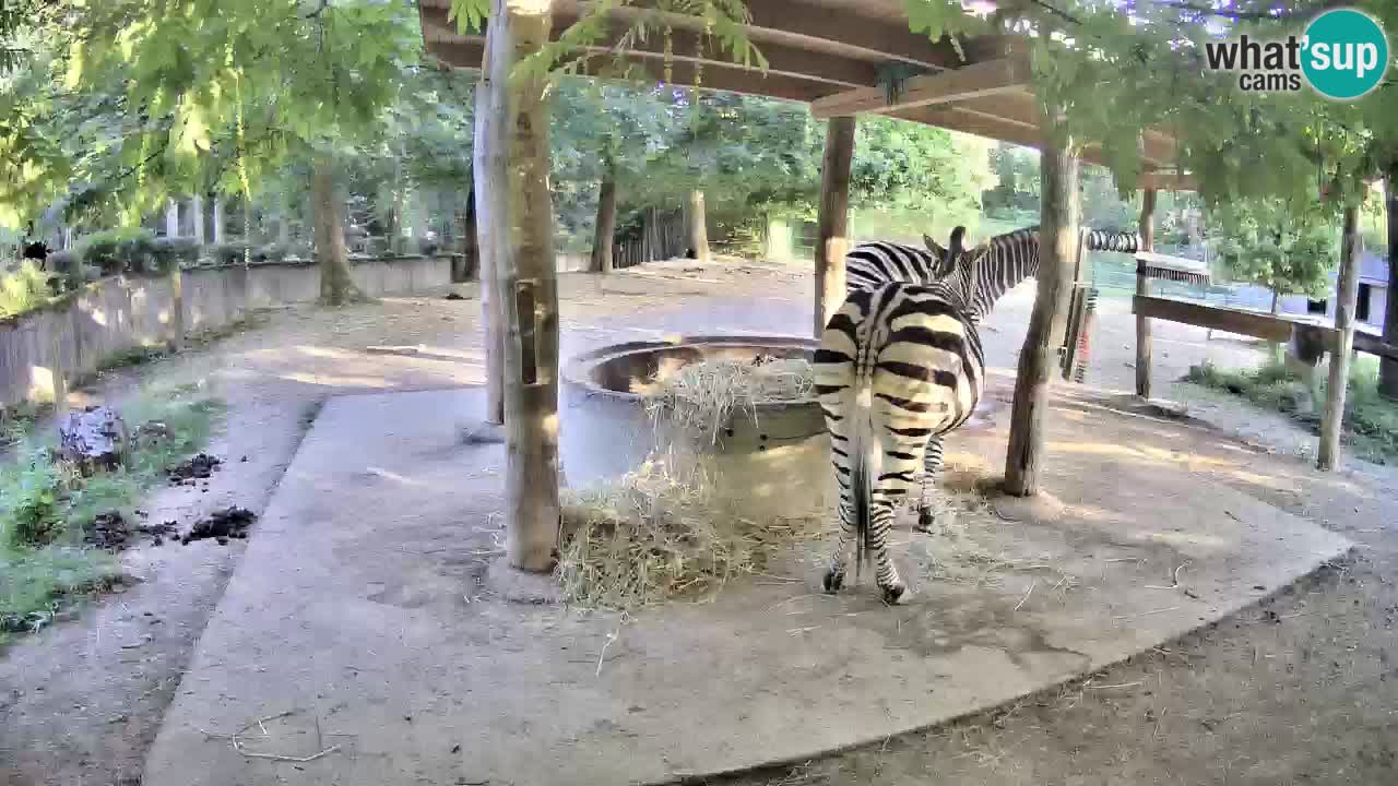 Live webcam Les zèbres in Ljubljana ZOO – Slovénie