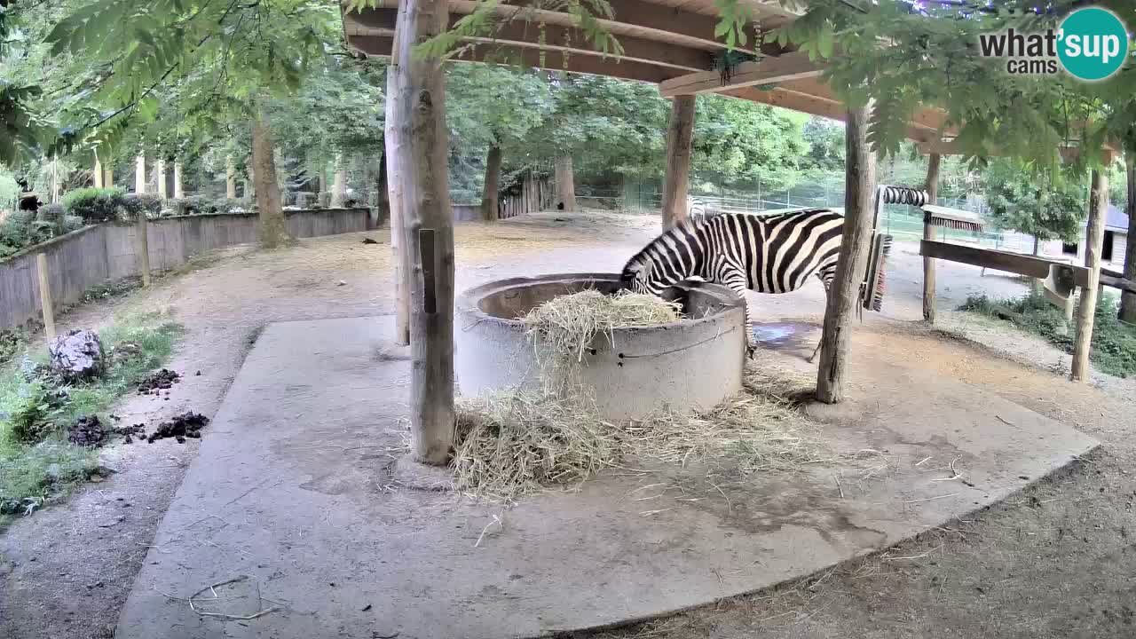 Live Webcam Zebras in Ljubljana ZOO – Slowenien