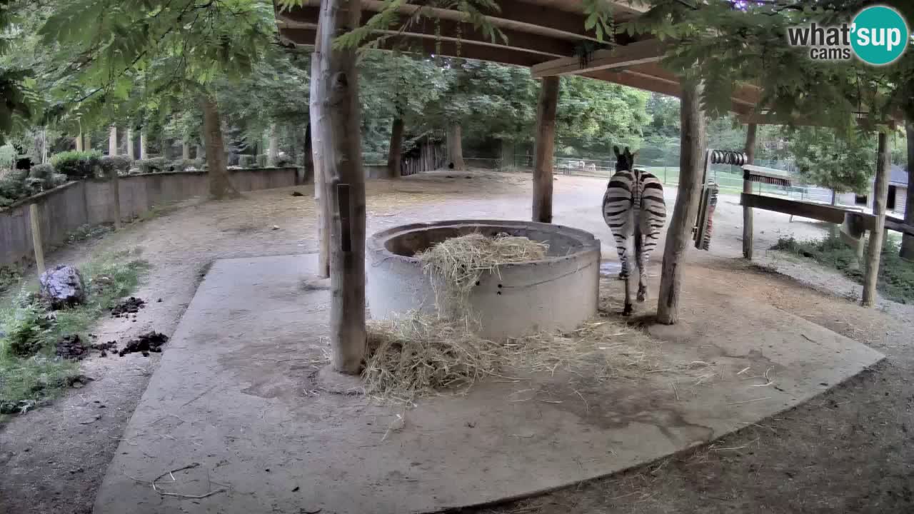 Live Webcam Zebras in Ljubljana ZOO – Slowenien