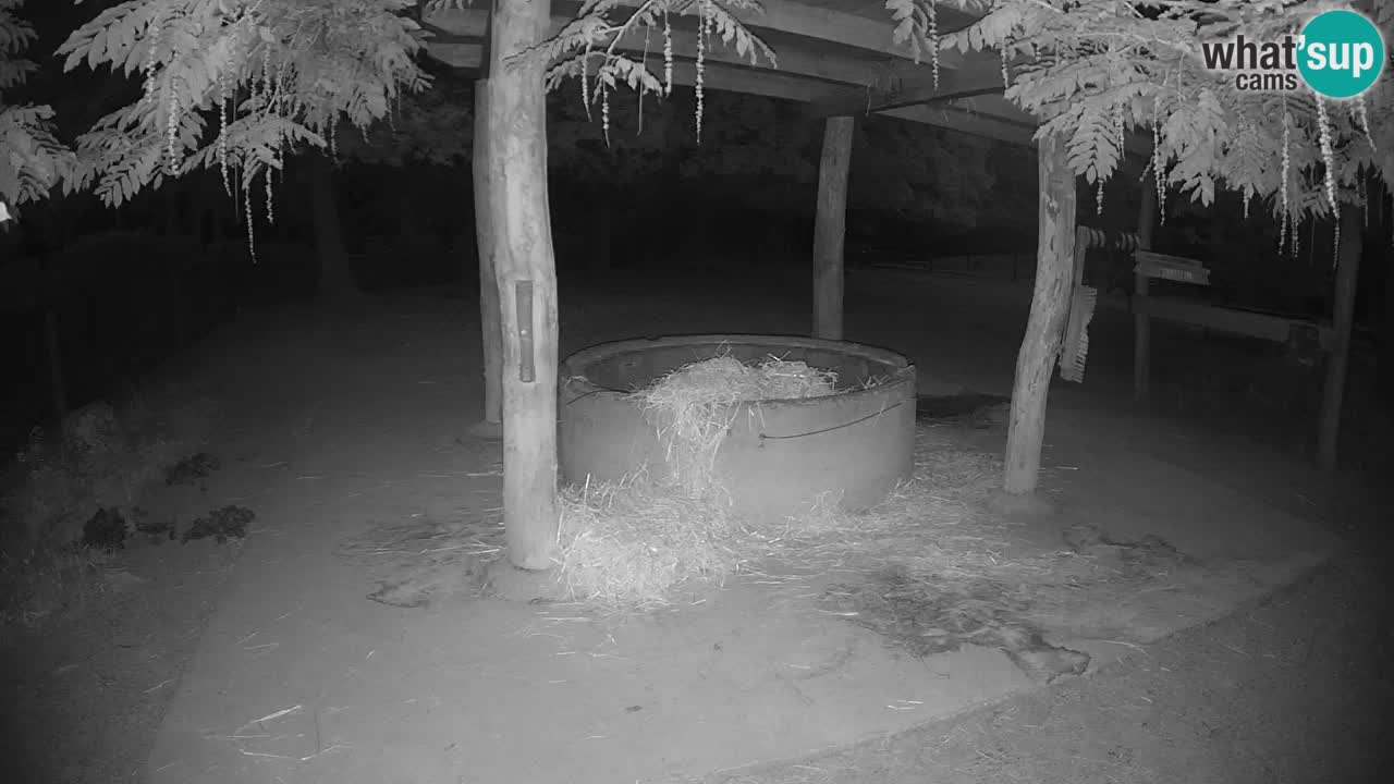 Le Zebre nello ZOO di Ljubljana – Slovenia Live webcam