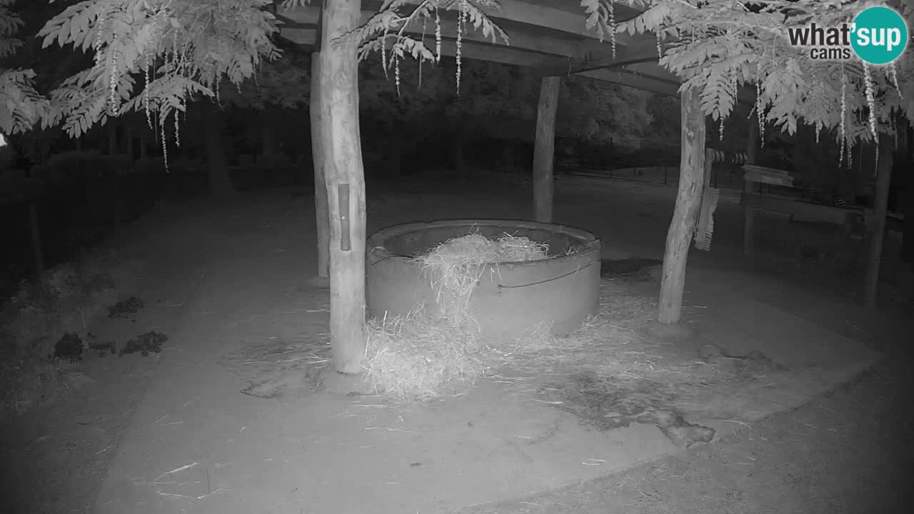 Zebre v živo v živalskem vrtu Ljubljana ZOO spletne kamere