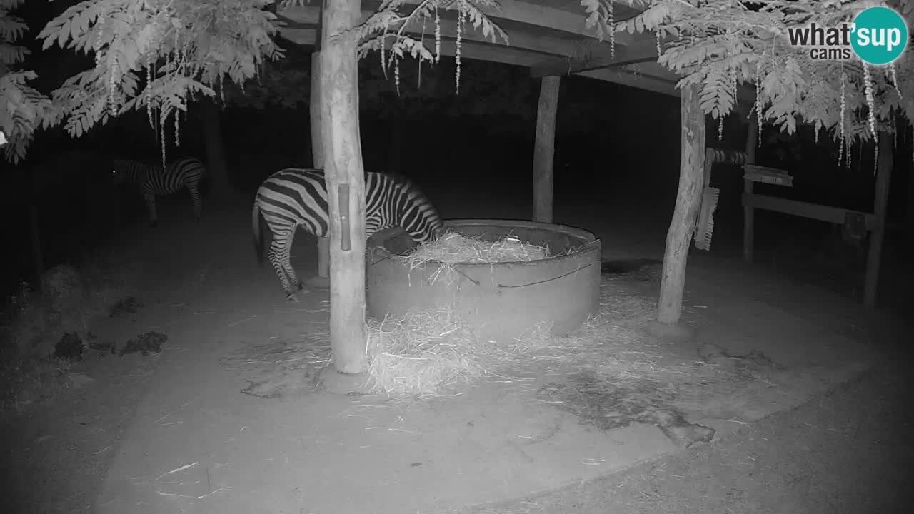 Live webcam Zebras in Ljubljana ZOO – Slovenia