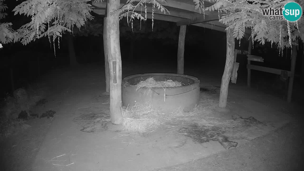 Le Zebre nello ZOO di Ljubljana – Slovenia Live webcam