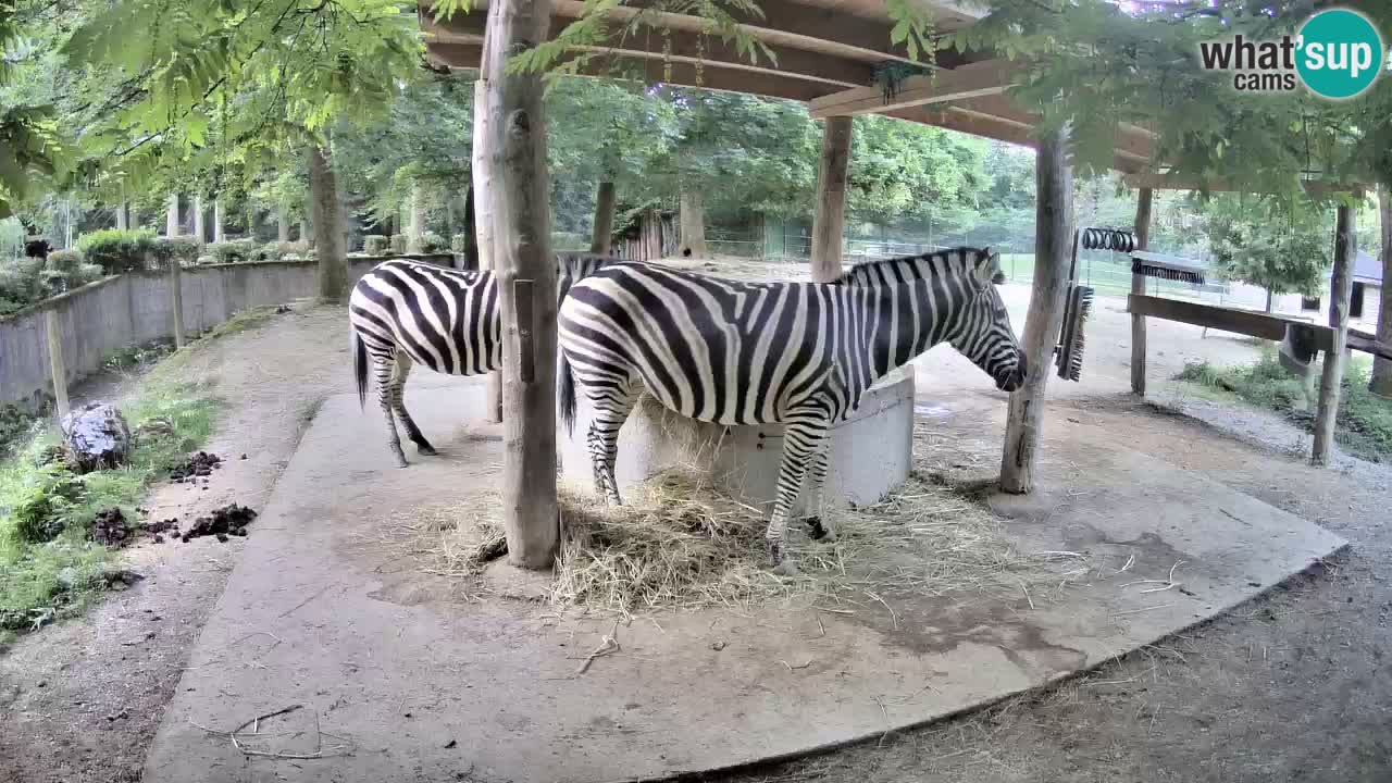 Live webcam Les zèbres in Ljubljana ZOO – Slovénie