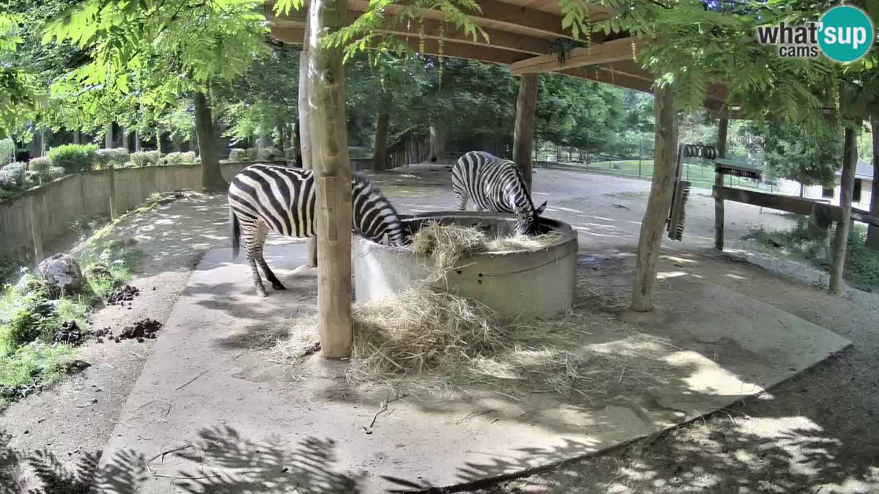 Camera en vivo Cebras in Ljubljana ZOO – Eslovenia