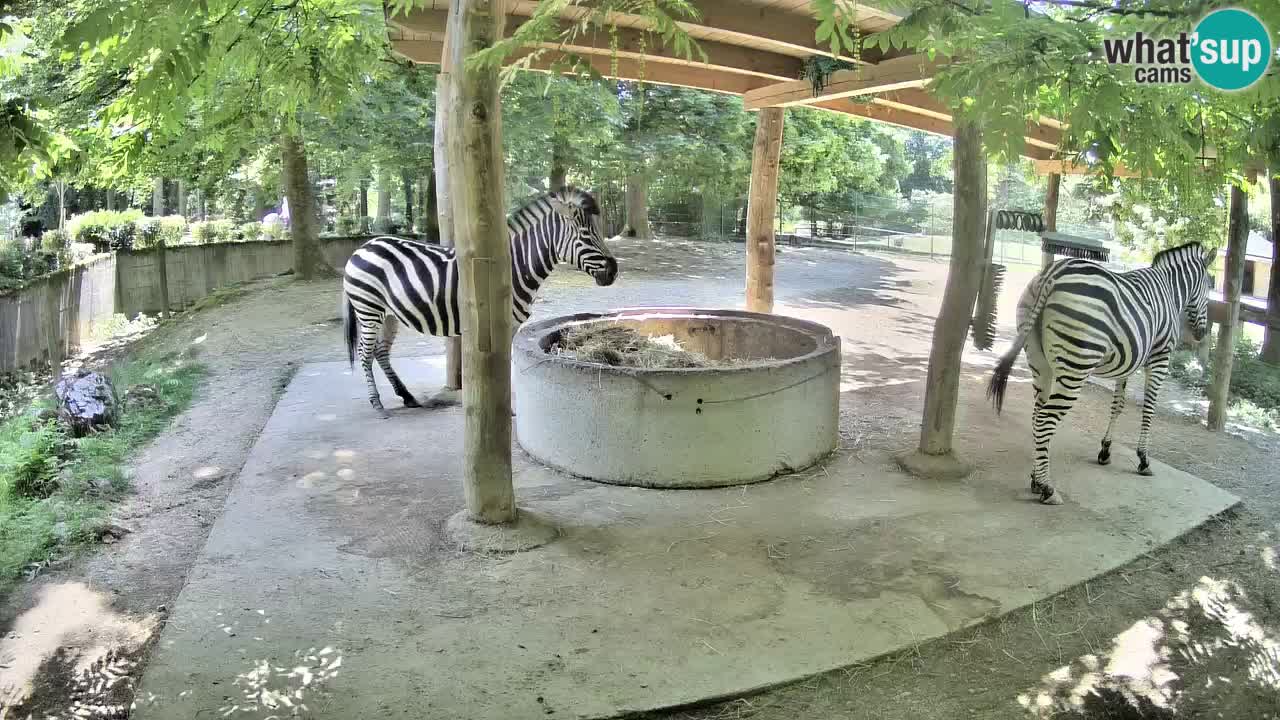 Le Zebre nello ZOO di Ljubljana – Slovenia Live webcam