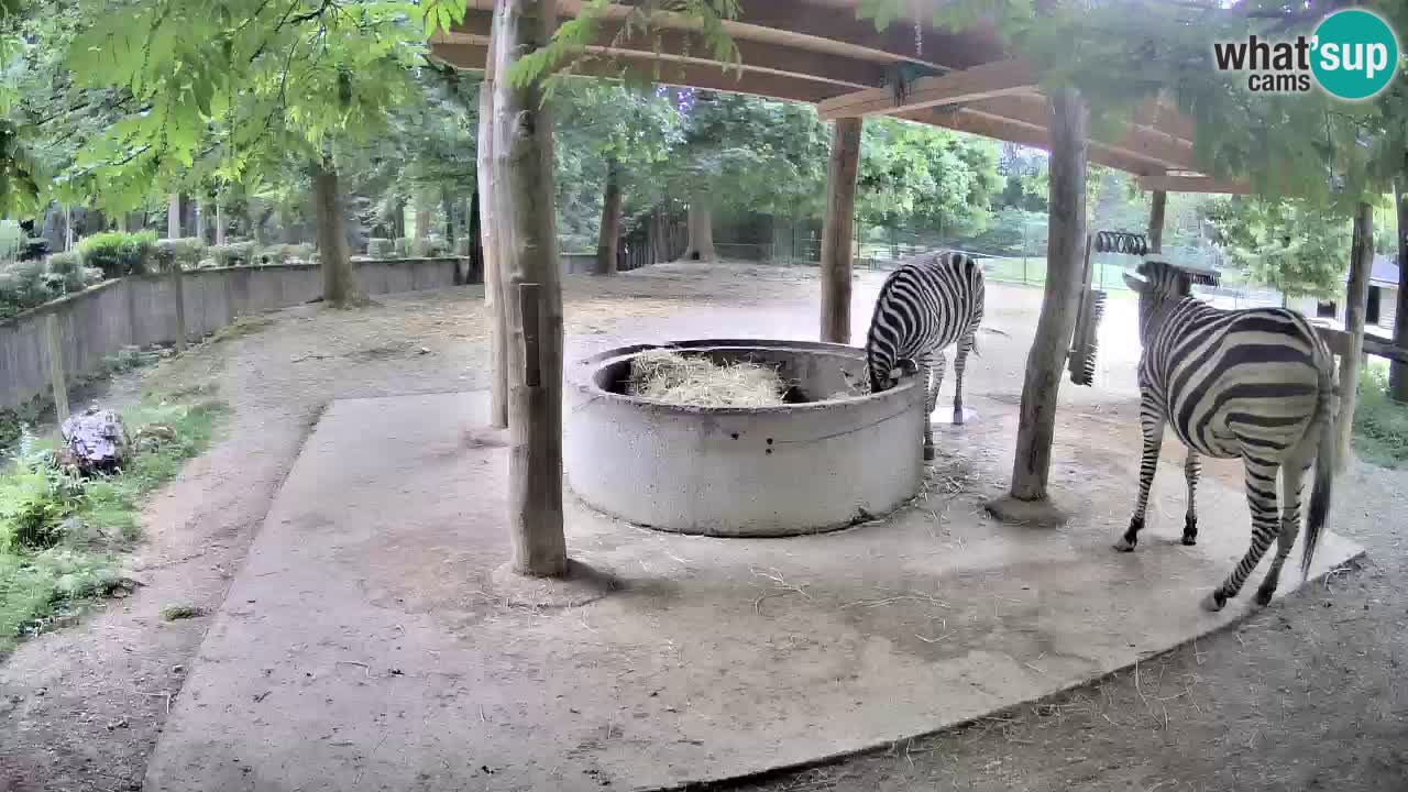 Live webcam Zebras in Ljubljana ZOO – Slovenia