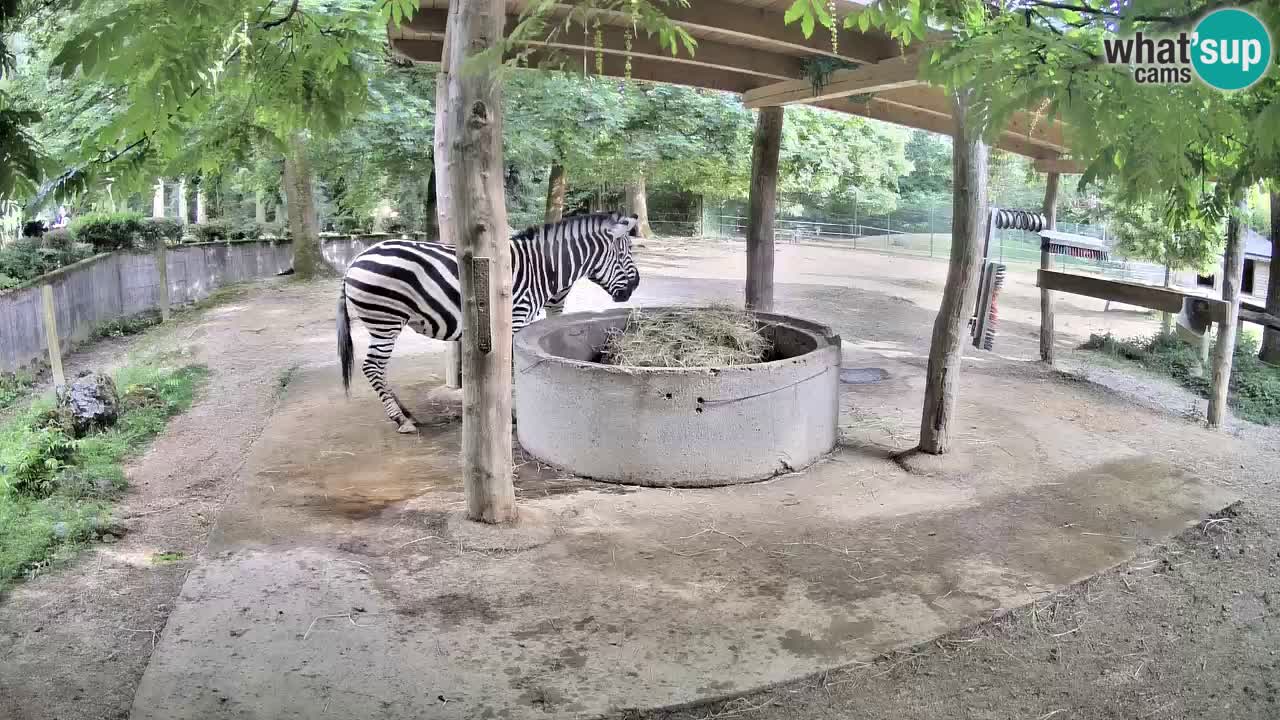 Live Webcam Zebras in Ljubljana ZOO – Slowenien