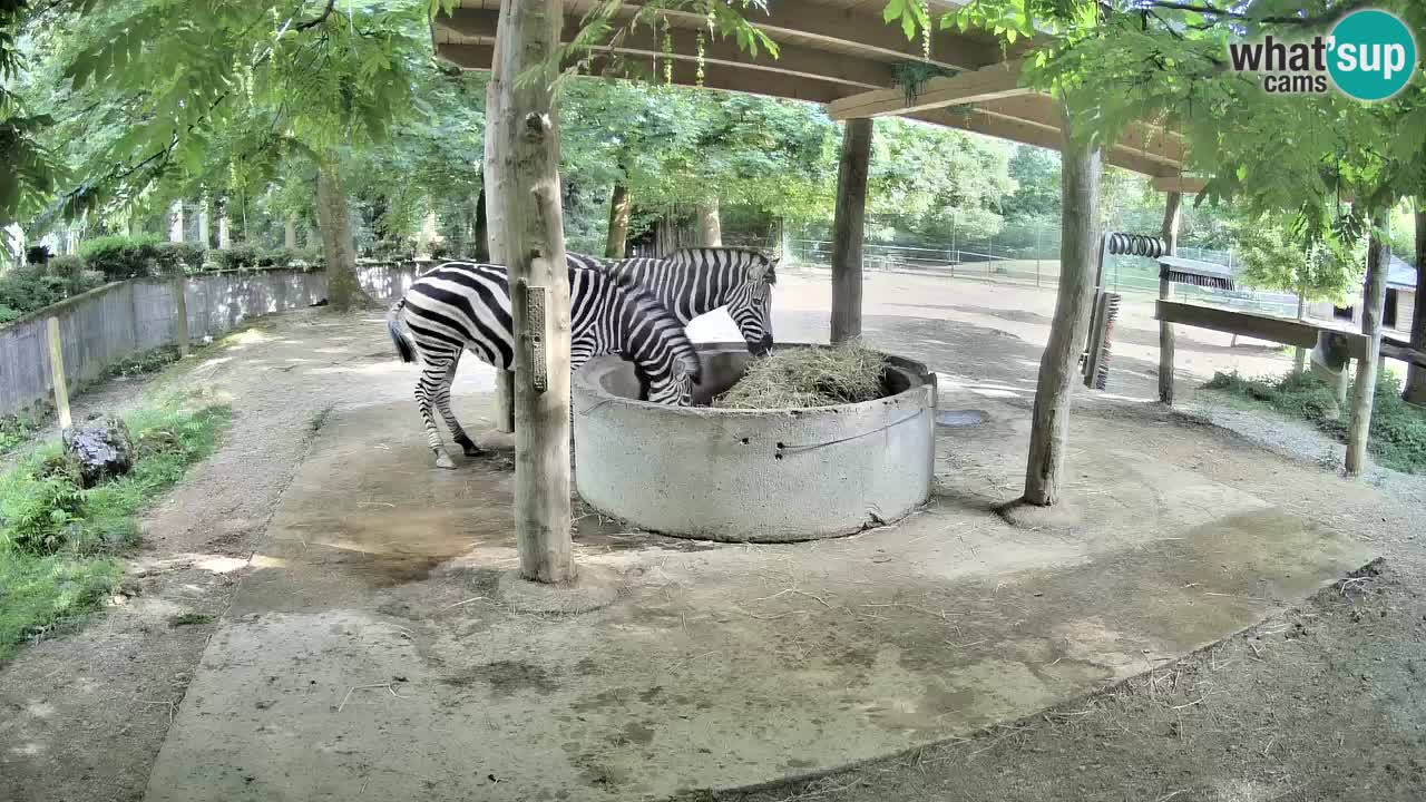 Le Zebre nello ZOO di Ljubljana – Slovenia Live webcam