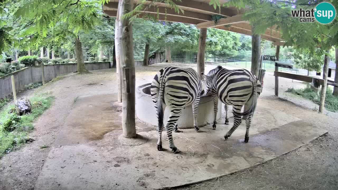 Live webcam Zebras in Ljubljana ZOO – Slovenia