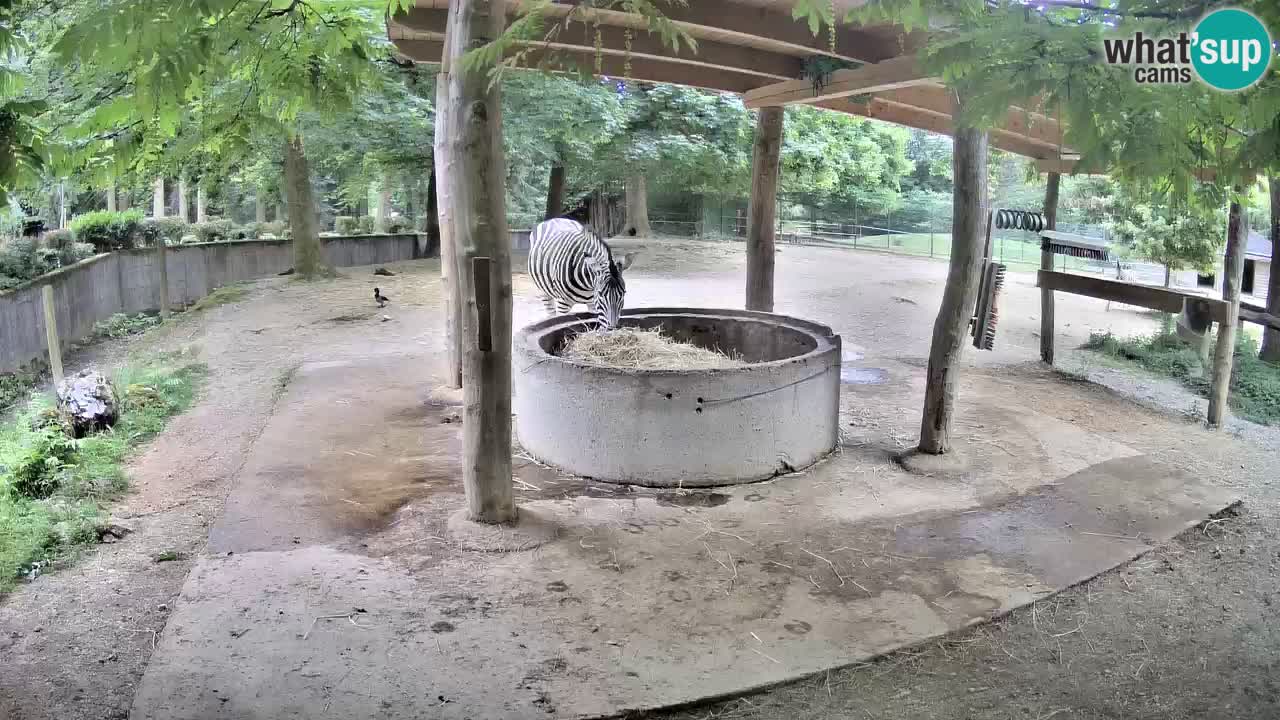 Le Zebre nello ZOO di Ljubljana – Slovenia Live webcam