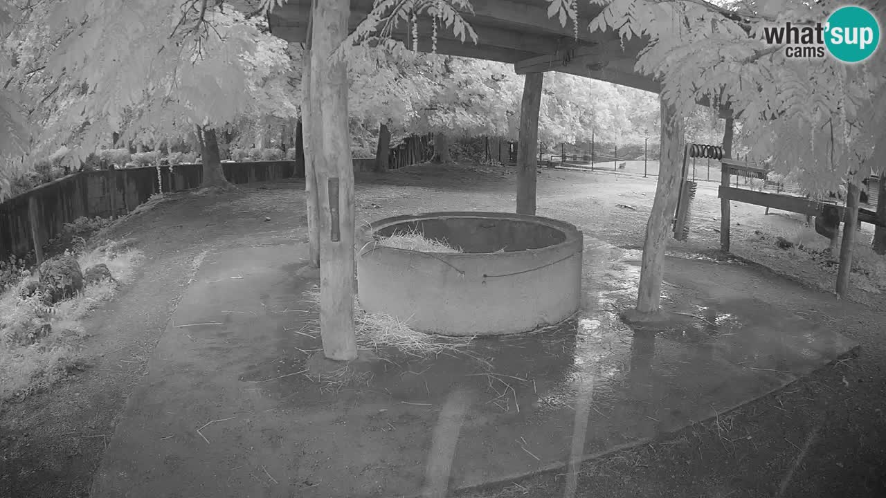 Live webcam Zebras in Ljubljana ZOO – Slovenia
