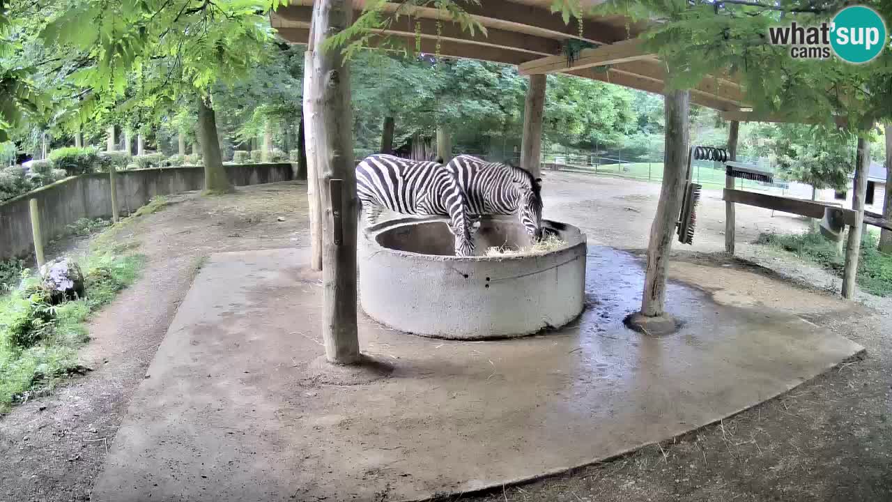 Live webcam Les zèbres in Ljubljana ZOO – Slovénie