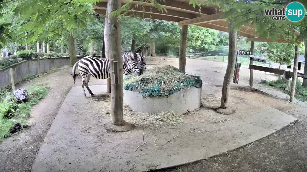 Live webcam Zebras in Ljubljana ZOO – Slovenia