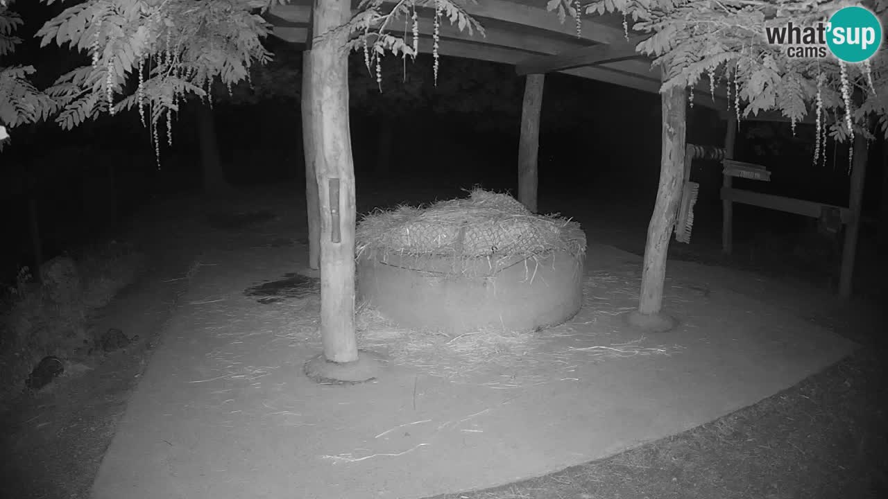 Le Zebre nello ZOO di Ljubljana – Slovenia Live webcam