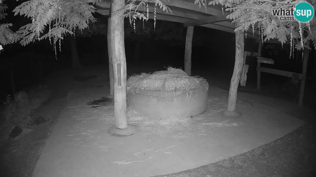 Live webcam Les zèbres in Ljubljana ZOO – Slovénie