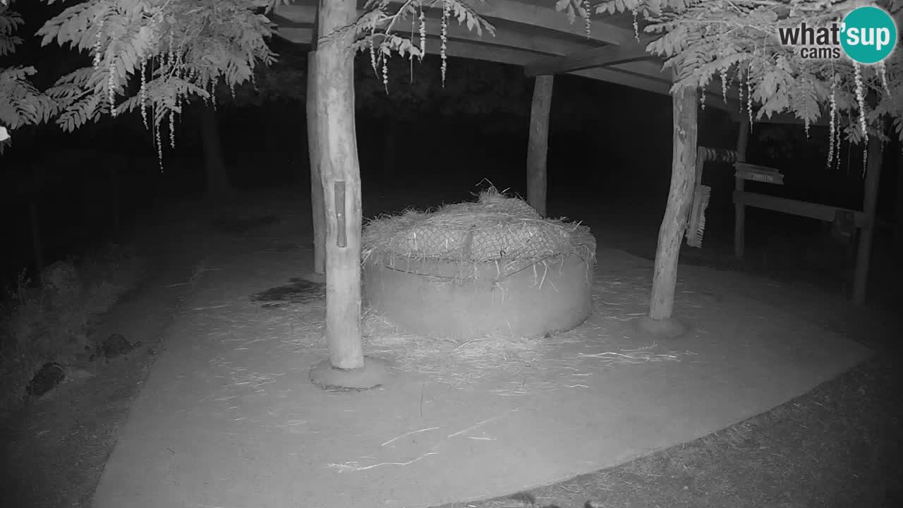 Live Webcam Zebras in Ljubljana ZOO – Slowenien