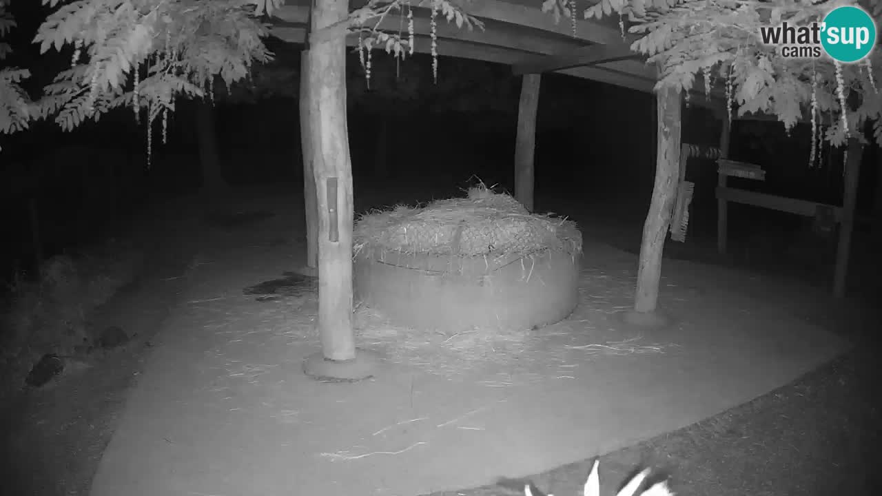 Zebre v živo v živalskem vrtu Ljubljana ZOO spletne kamere