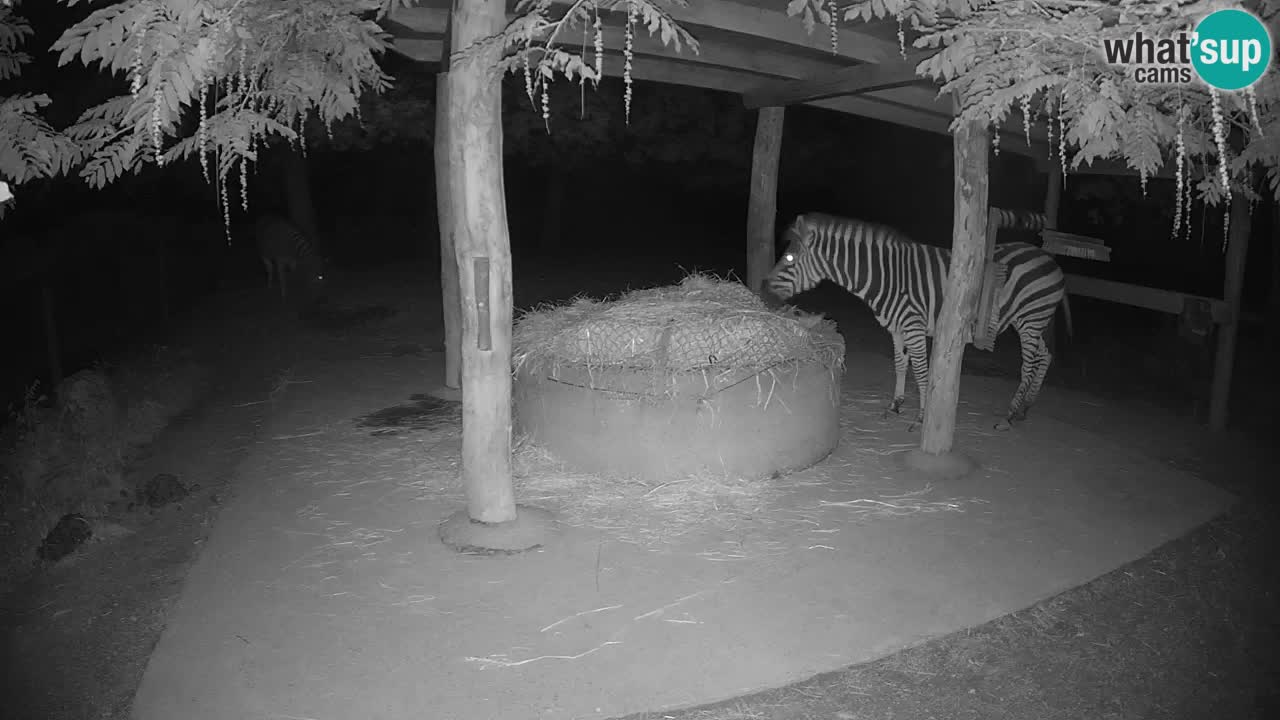 Zebre v živo v živalskem vrtu Ljubljana ZOO spletne kamere