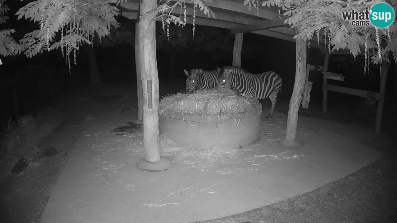 Web kamera uživo Zebras u ZOO Ljubljana – Slovenija