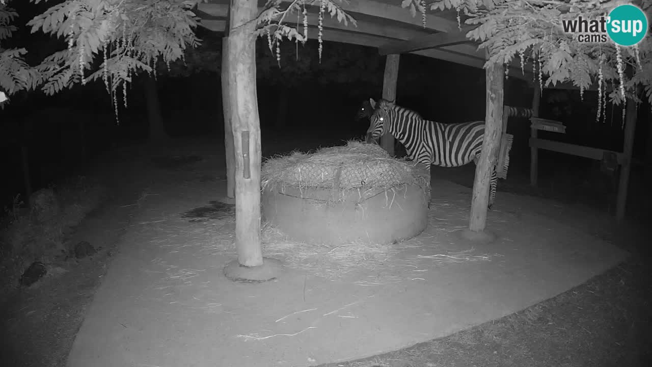 Zebre v živo v živalskem vrtu Ljubljana ZOO spletne kamere
