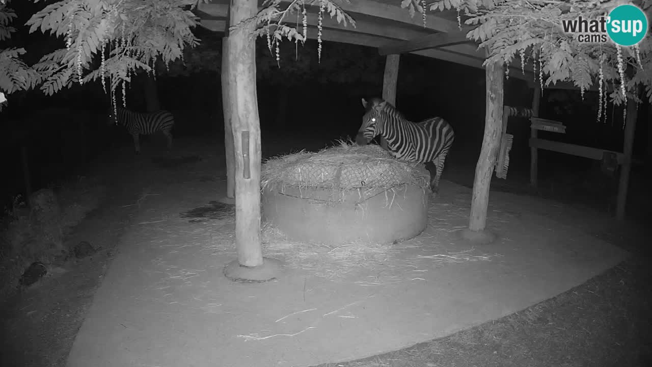 Live webcam Les zèbres in Ljubljana ZOO – Slovénie