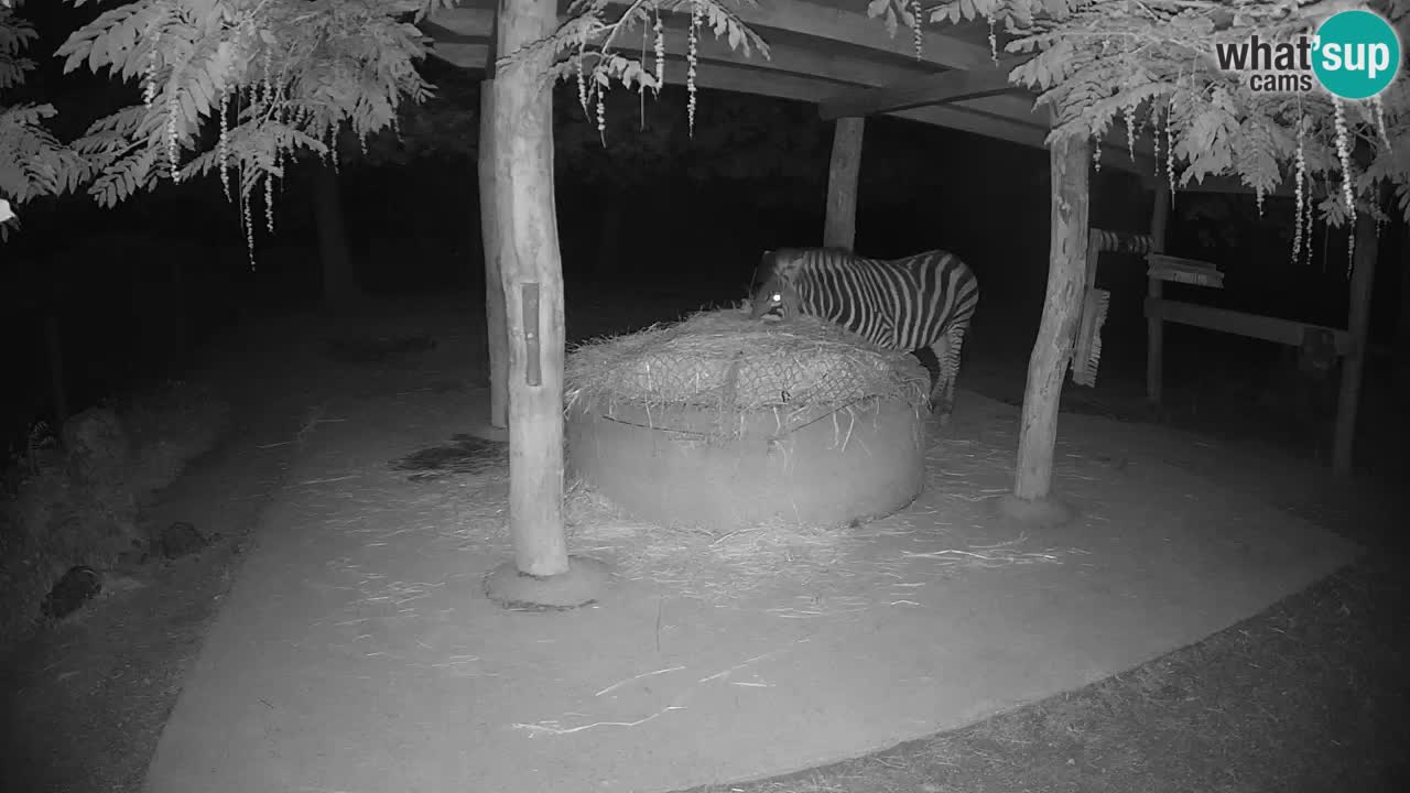 Live webcam Zebras in Ljubljana ZOO – Slovenia