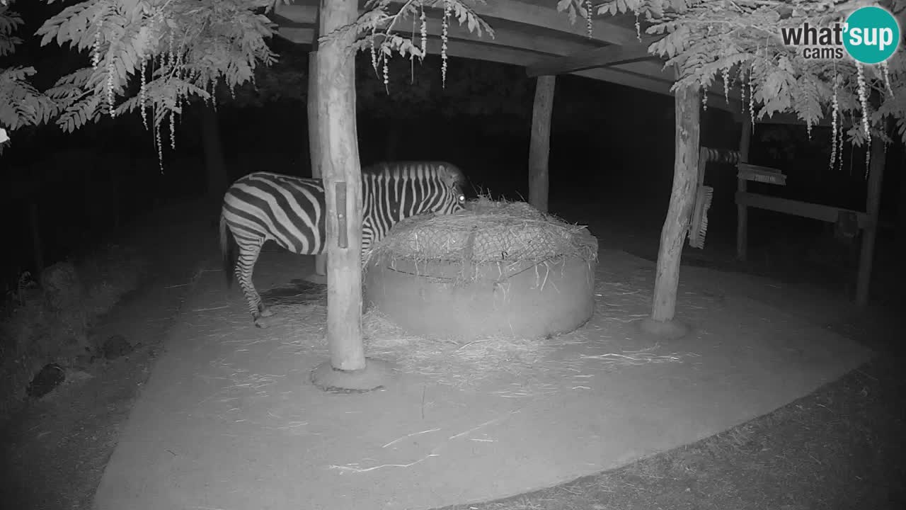 Zebre v živo v živalskem vrtu Ljubljana ZOO spletne kamere