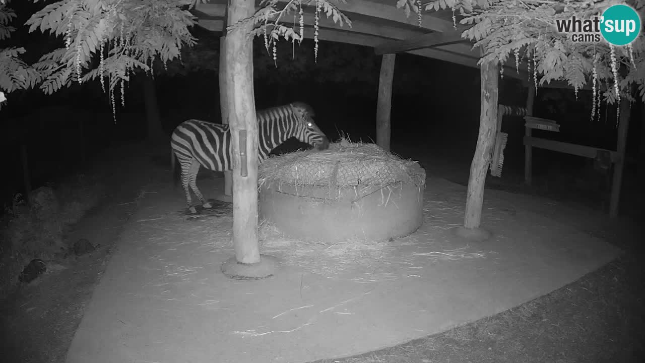 Live Webcam Zebras in Ljubljana ZOO – Slowenien