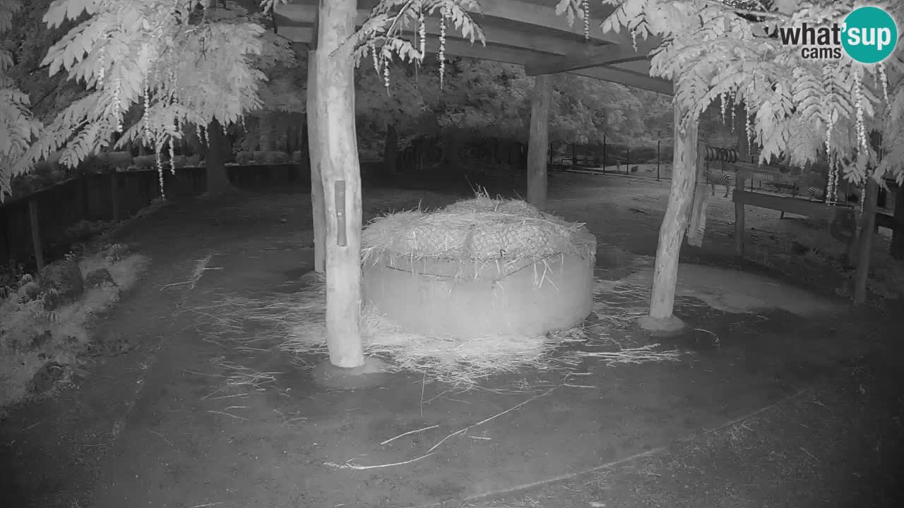 Live webcam Zebras in Ljubljana ZOO – Slovenia